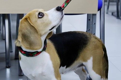 Проект «Арктический Легион» - кинология!